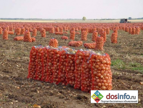 Продаем картофель оптом Краснодарский край, картофель оптом в Краснодаре. урожай 2019