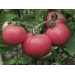 Продаем семена томатов в Краснодаре