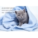 Британские  голубые котята из питомника Silvery Snow